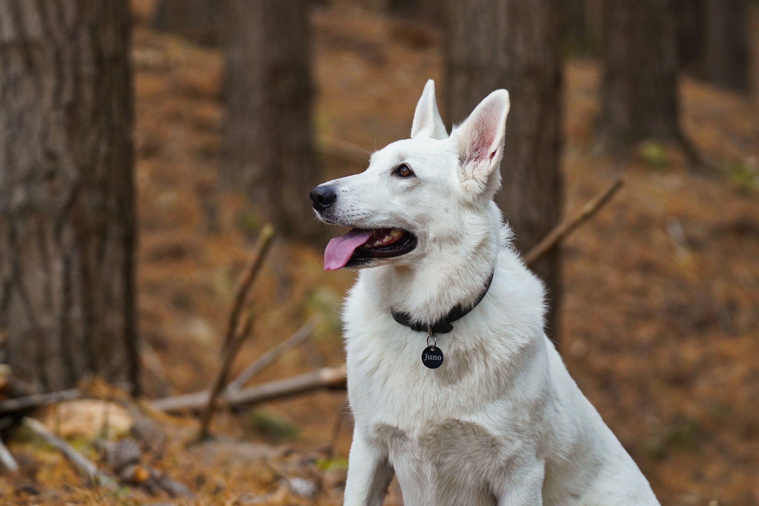 White German Shepherd in woods
