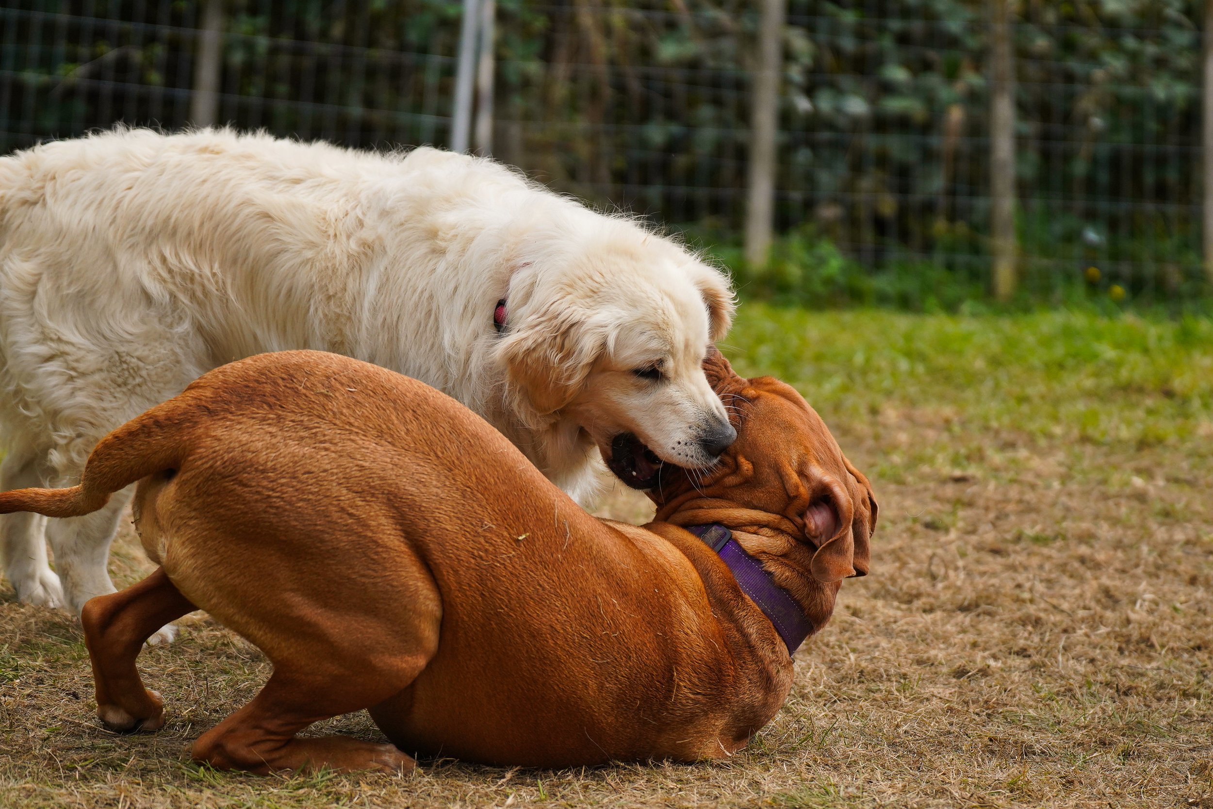 Golden Retriever playing with Dogue de Bordeaux