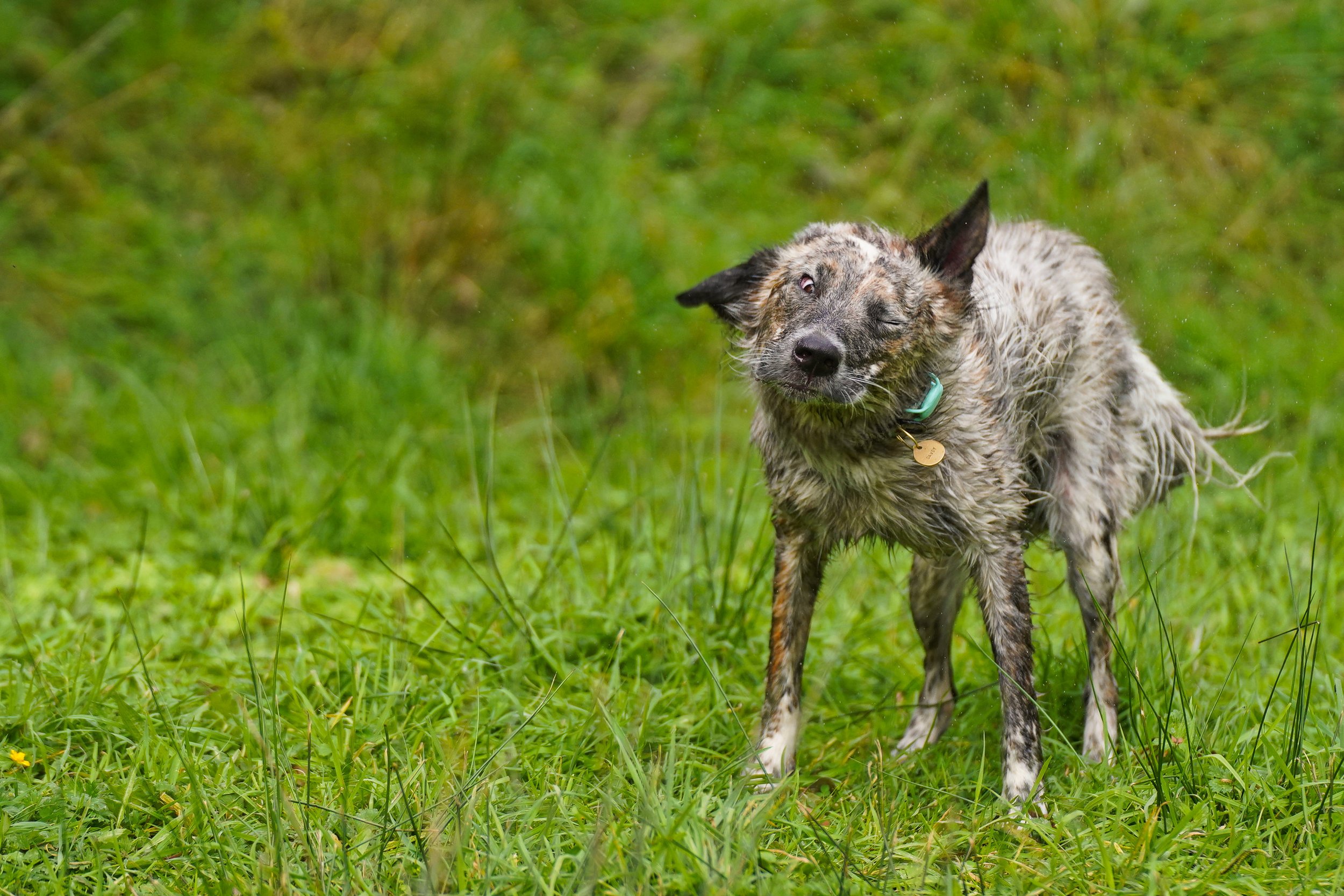 Collie mix shaking off water