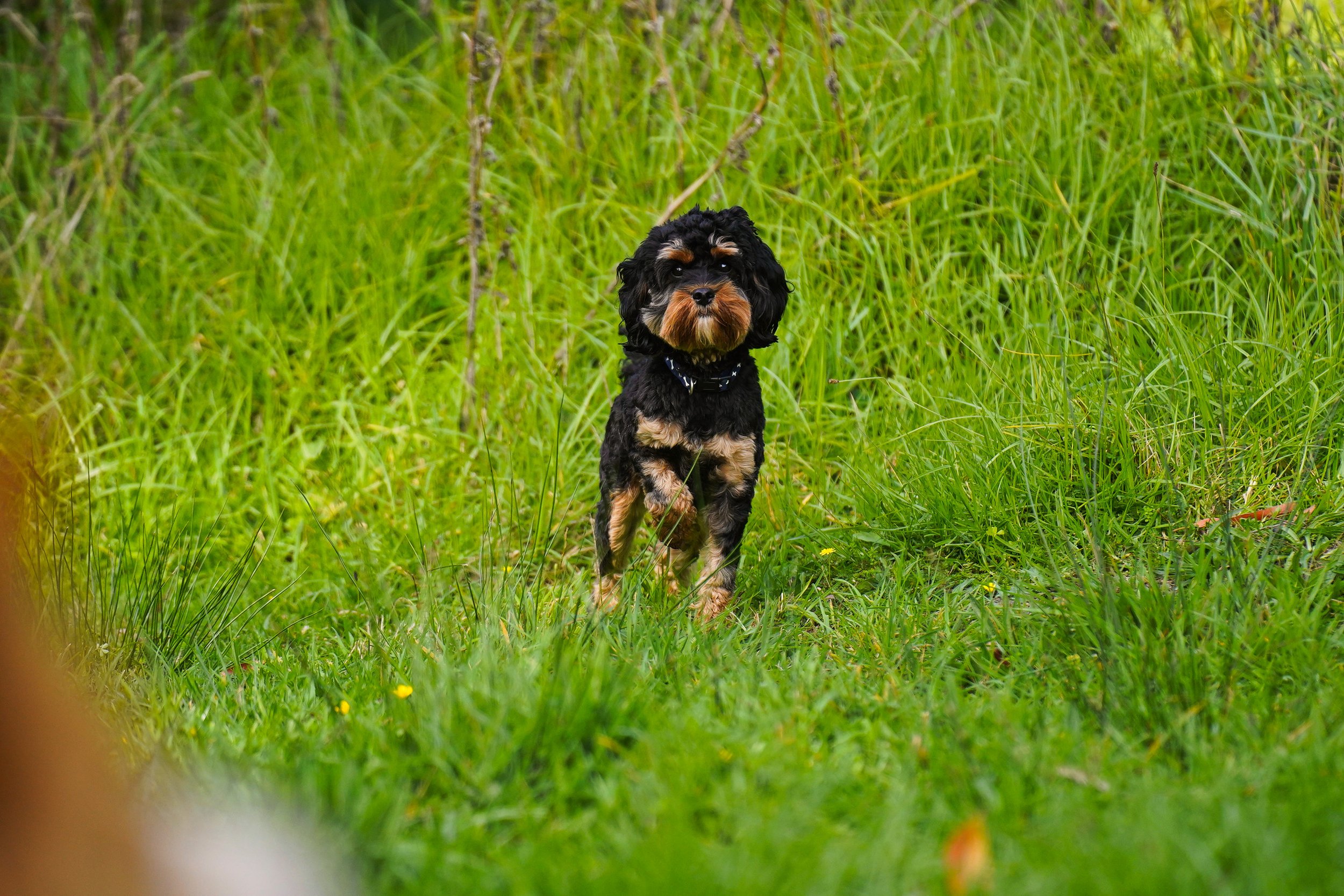 Cavoodle in the grass