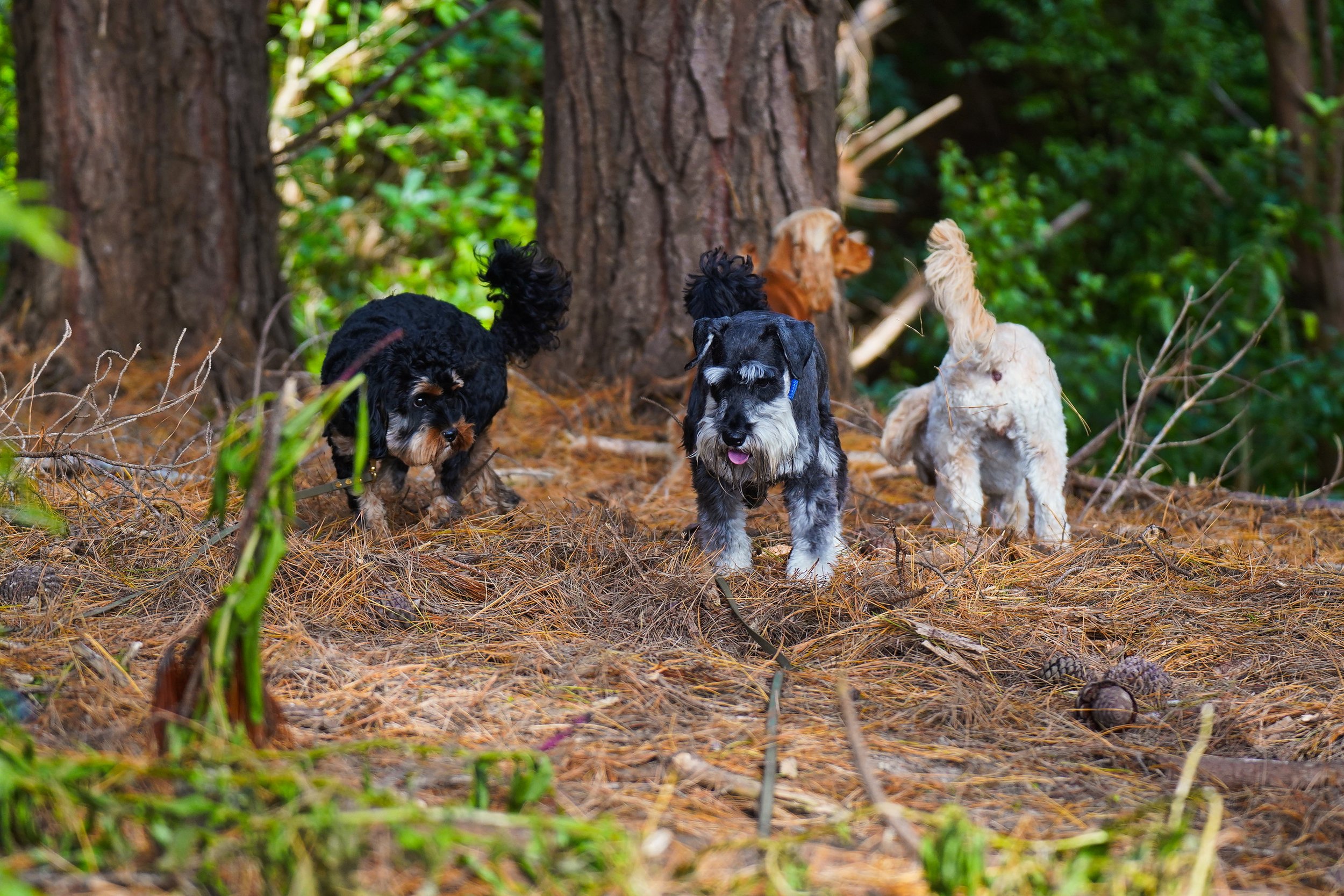 Miniature Schnauzer in the woods