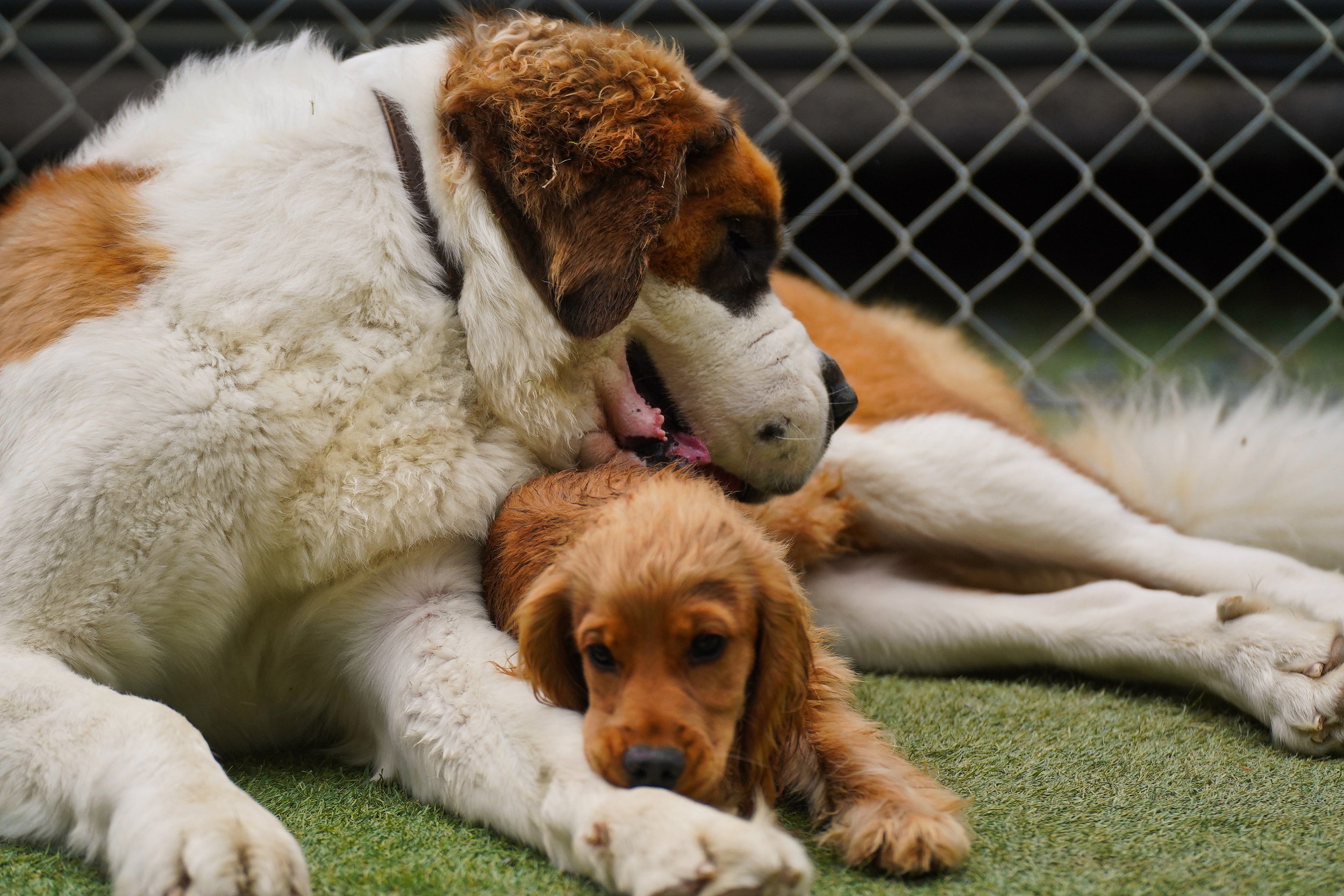 Saint Bernard playing with Cocker Spaniel