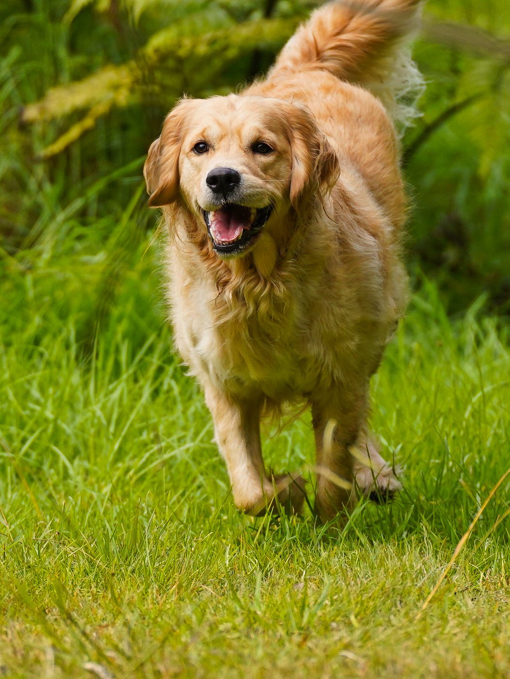 Golden Retriever running