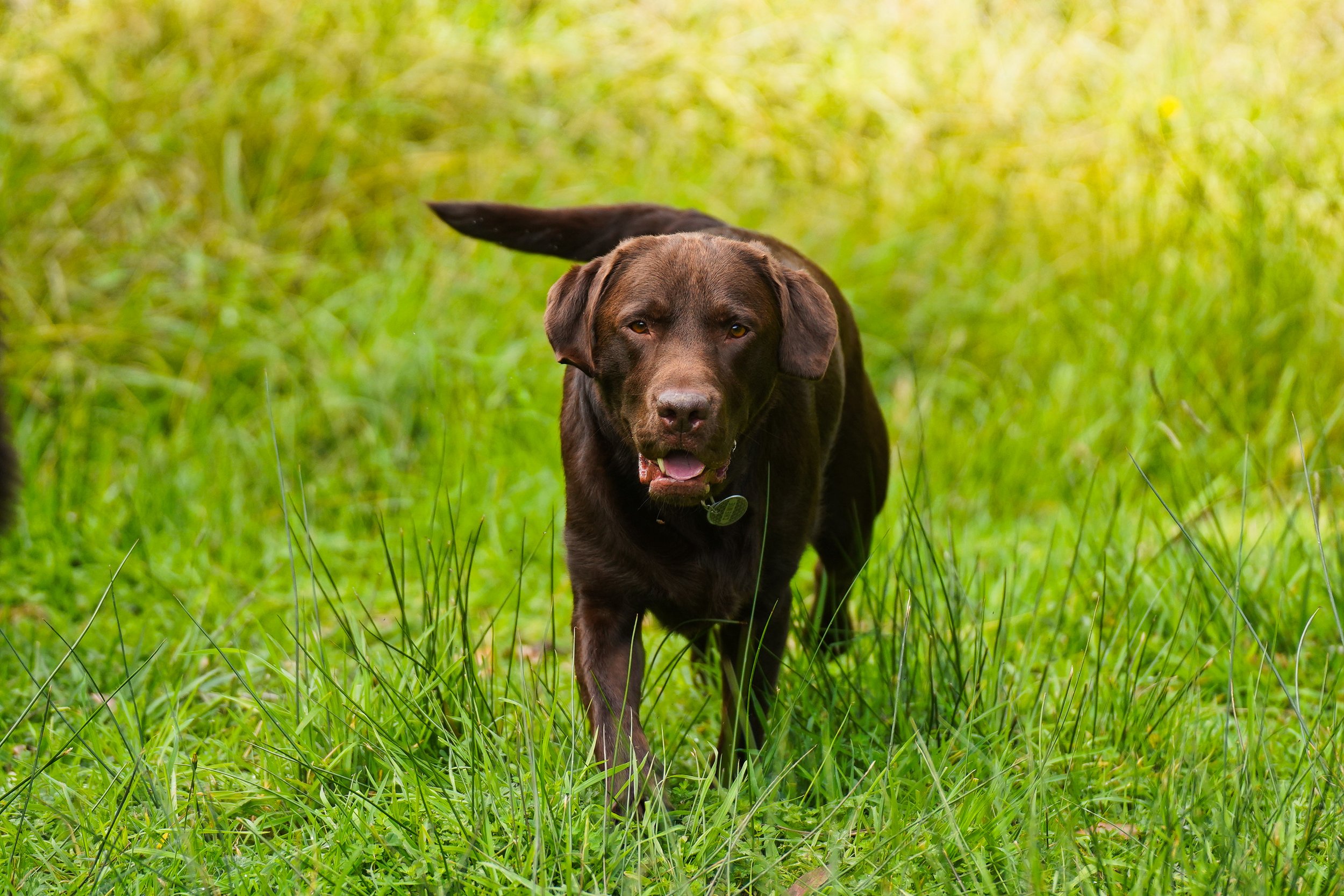 Chocolate Labrador Retriever in the grass