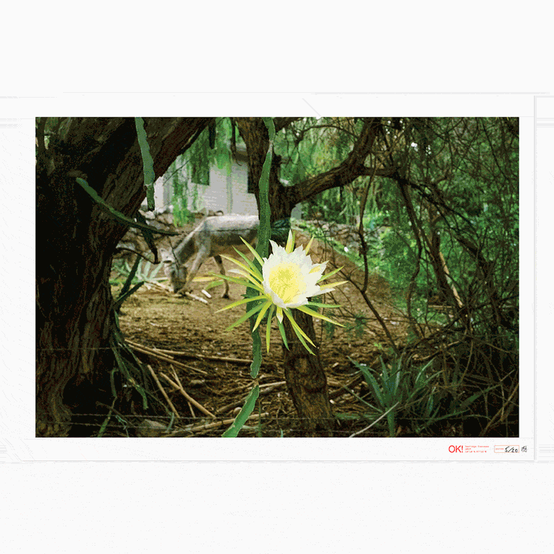 Cantina OK! Prints