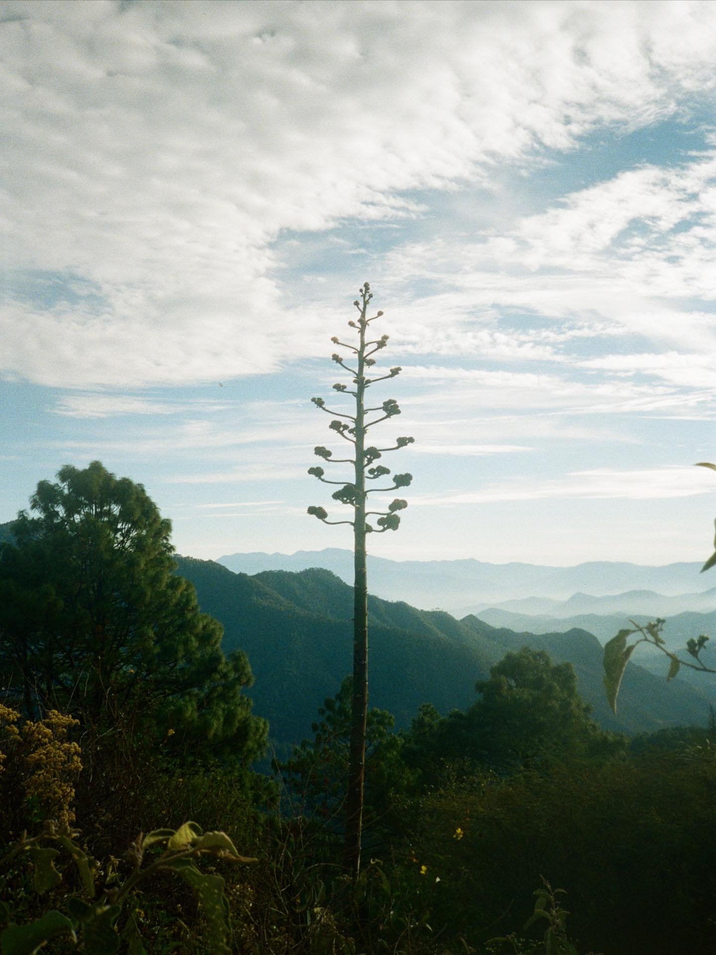 MEXICO. 2025.

📸: @cccccclaytonciolac 

#CantinaOK!