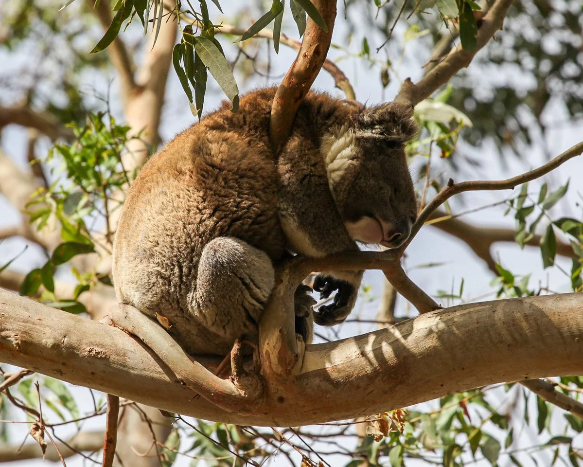 Deposit Payment  - Australia Textile, Art, Nature & Cultural Discovery Tour