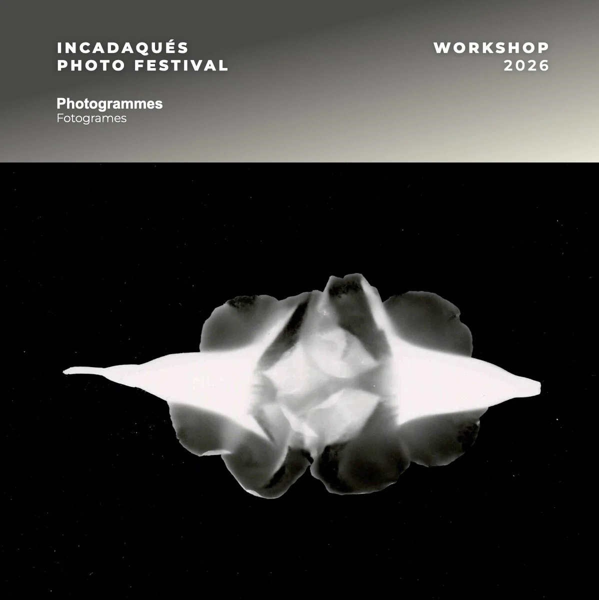 Photogrammes.jpg (Copy)