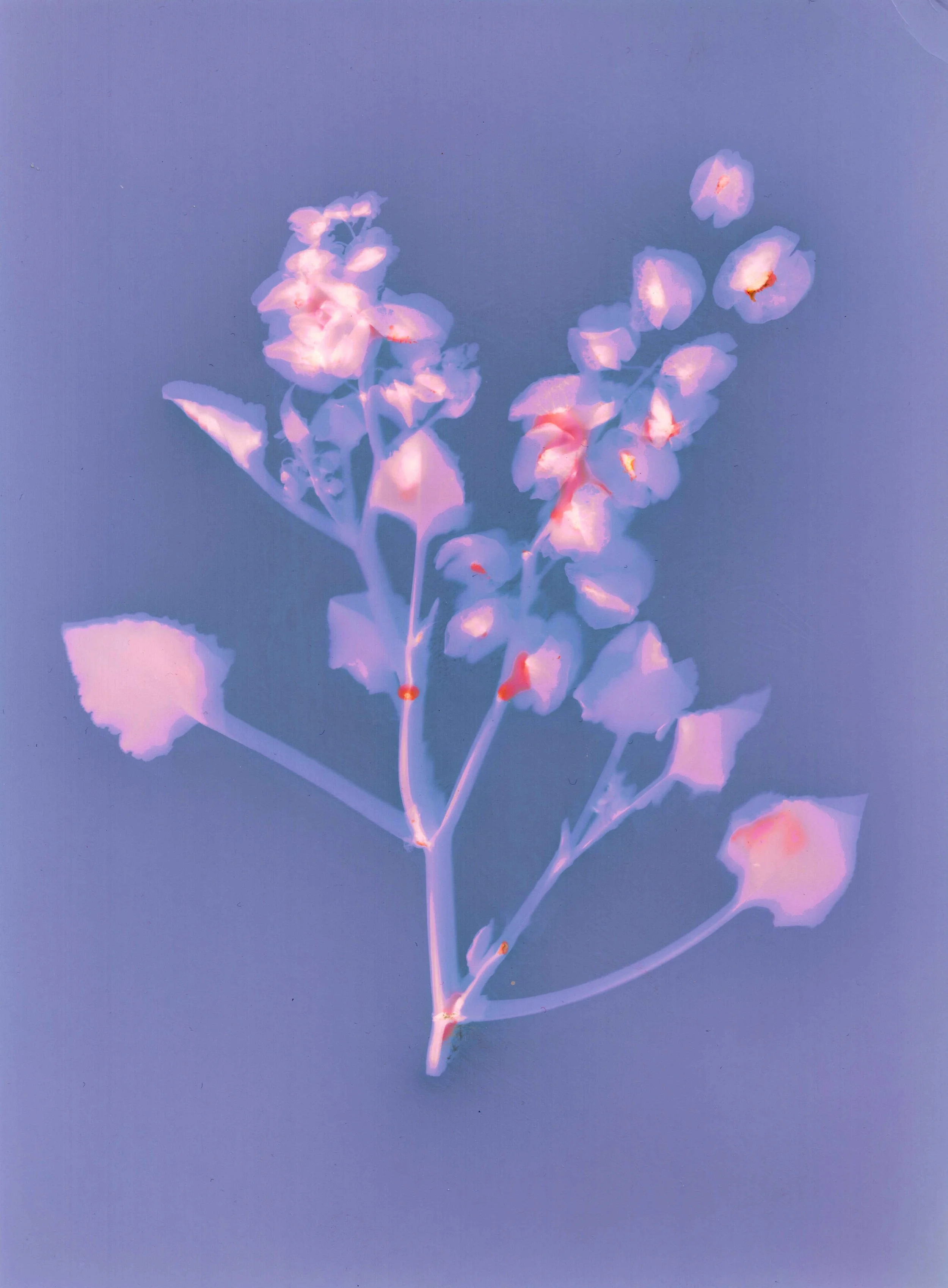 lumenprint_on_silver_gelatine_paper © Celine Pilch.jpg