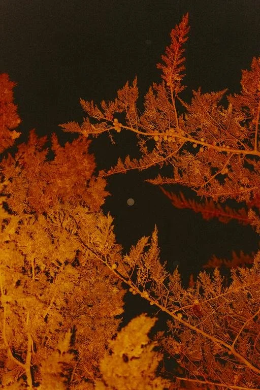 Letizia Le Fur 5.jpeg