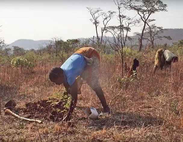 TREE-PLANTING TO RESTORE NATURAL FORESTS IN AREAS ADJACENT TO THE ZAMBEZI VALLEY