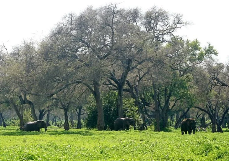 THE HISTORY, MYSTERY AND MYTHS OF MANA POOLS
