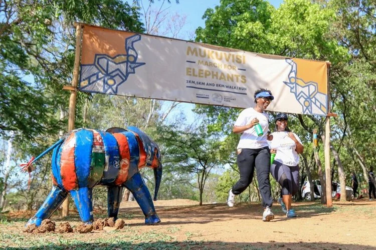 SAVING THE ELEPHANTS: FUND-RAISER IN NEW YORK &amp; HARARE 16 November 2019