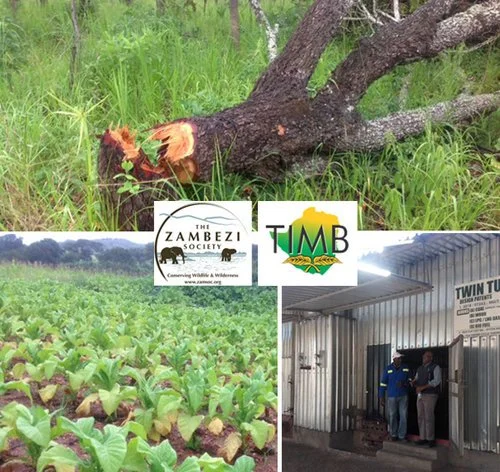 HABITAT LOSS: ZAMSOC ENGAGES THE TOBACCO INDUSTRY