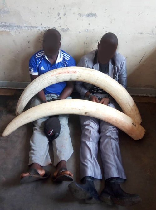 TACKLING ILLEGAL WILDLIFE CRIME - TOGETHER