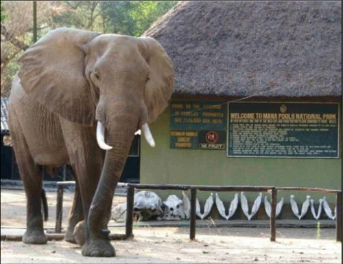 TRAGIC ELEPHANT ENCOUNTERS UNDERLINE THE NEED FOR MORE VISITOR EDUCATION ABOUT WALKING IN THE WILD