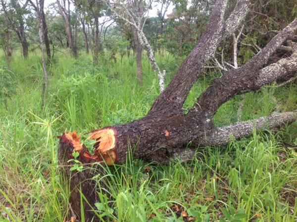 TACKLING THE DEFORESTATION CAUSED BY TOBACCO FARMING