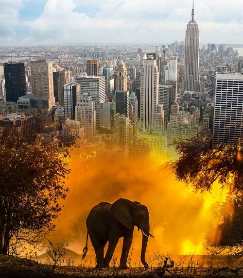 ZAMBEZI ELEPHANTS TO BENEFIT FROM NEW YORK CENTRAL PARK RUN NOV 2018