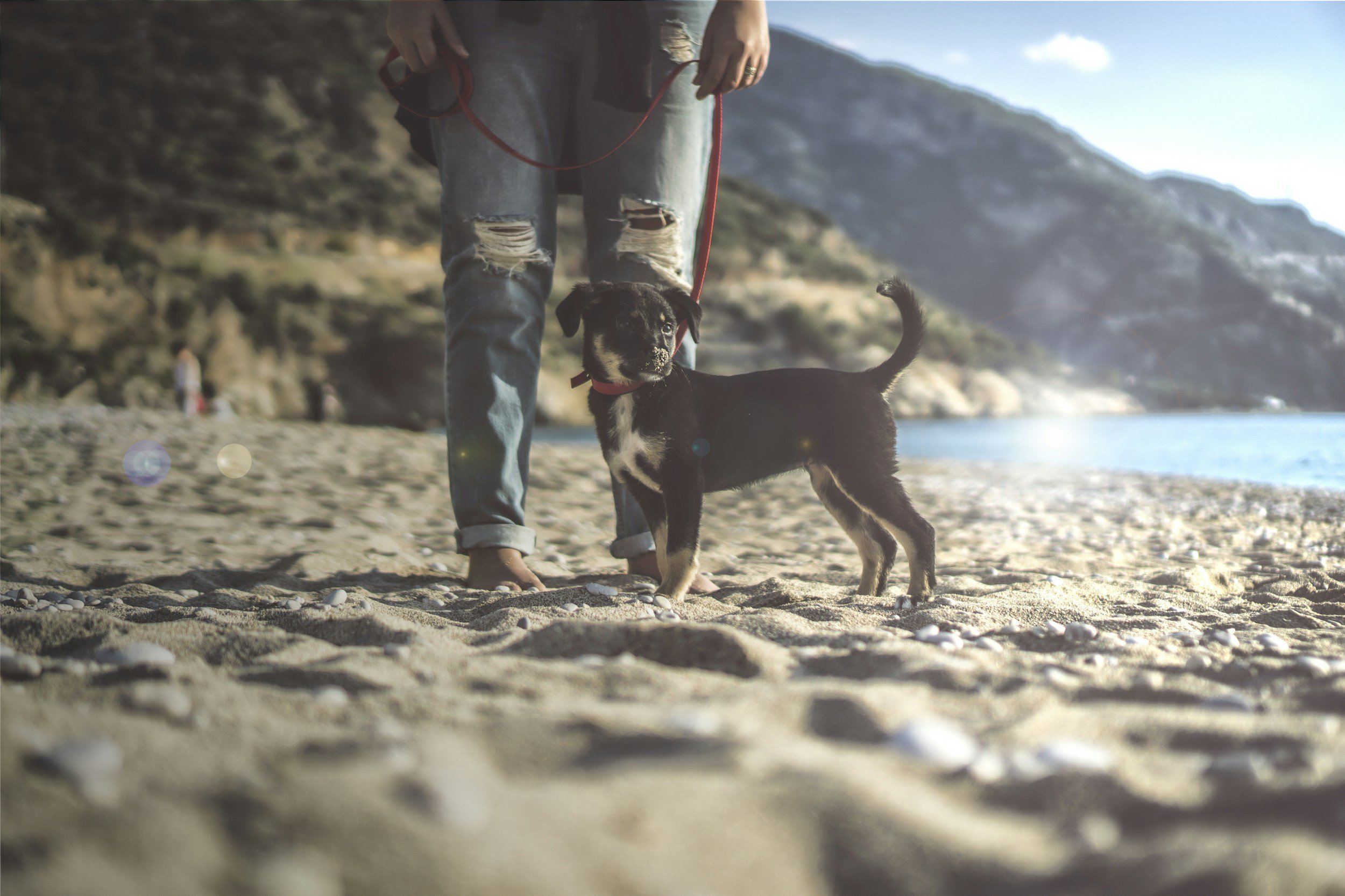 Köpeğinizle Yürüyüş: Maceracı Evcil Hayvan Sahipleri İçin Bir Rehber