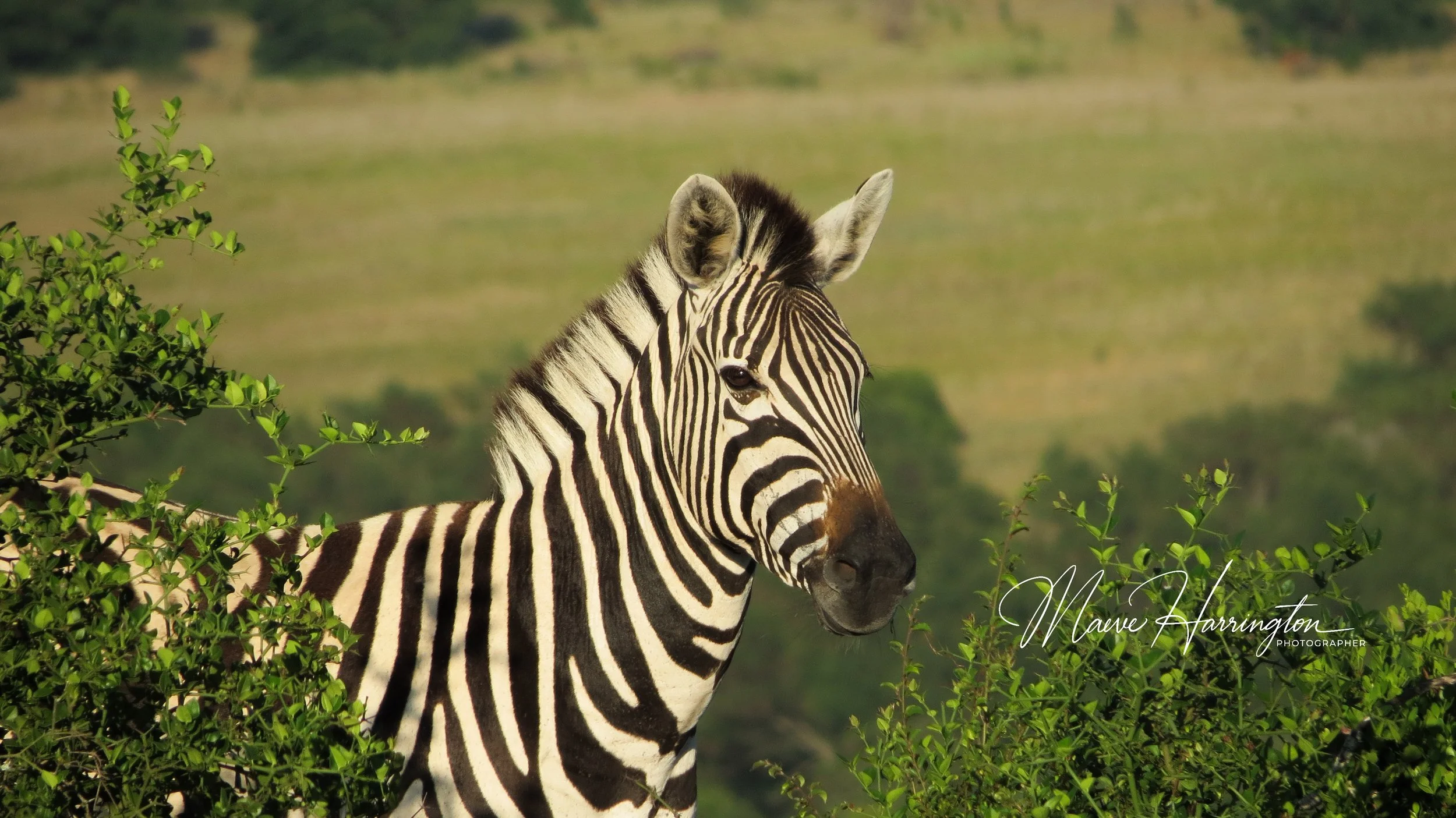Zebra Kichaka Game Reserve