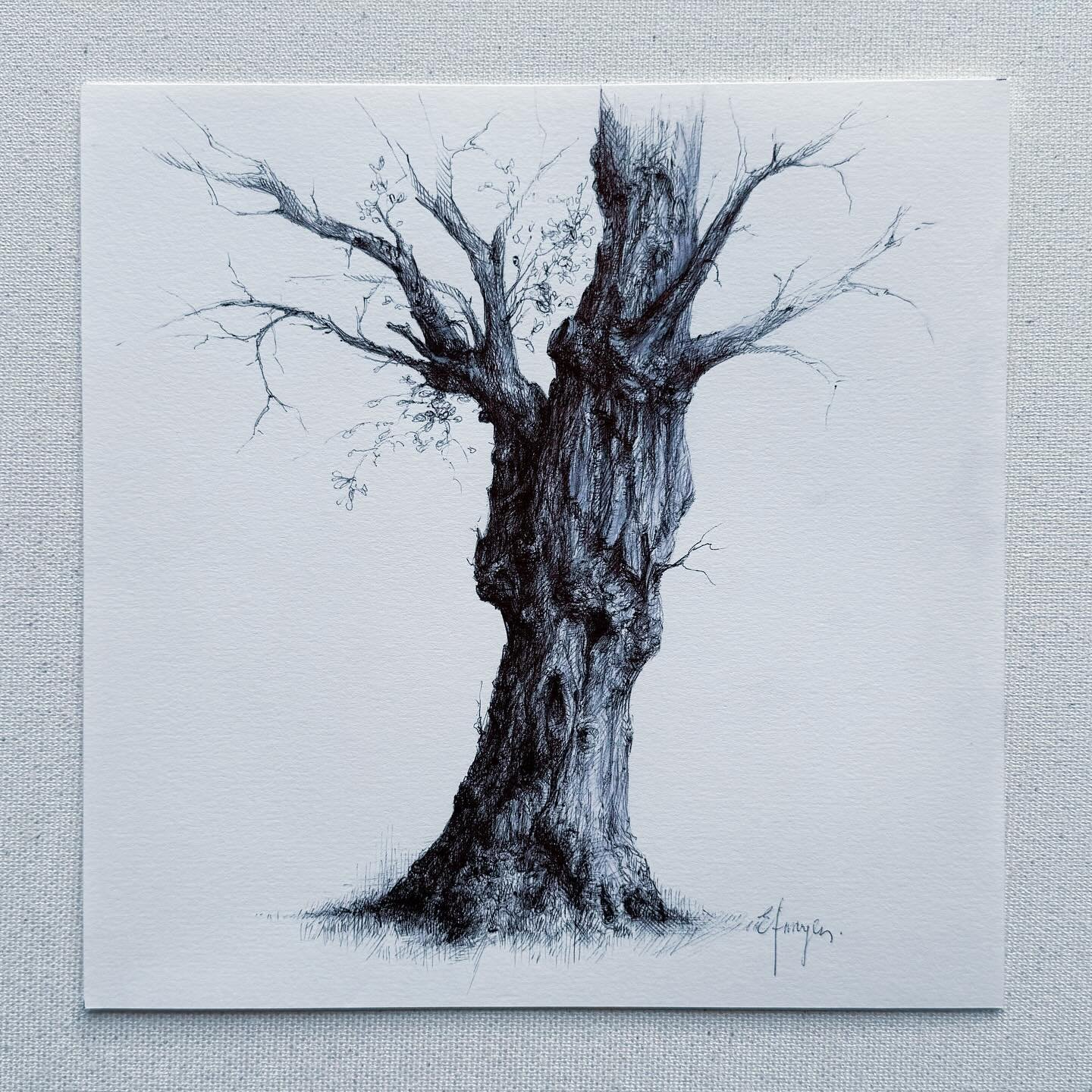 Vintage tree sketch, the first is my favourite today!