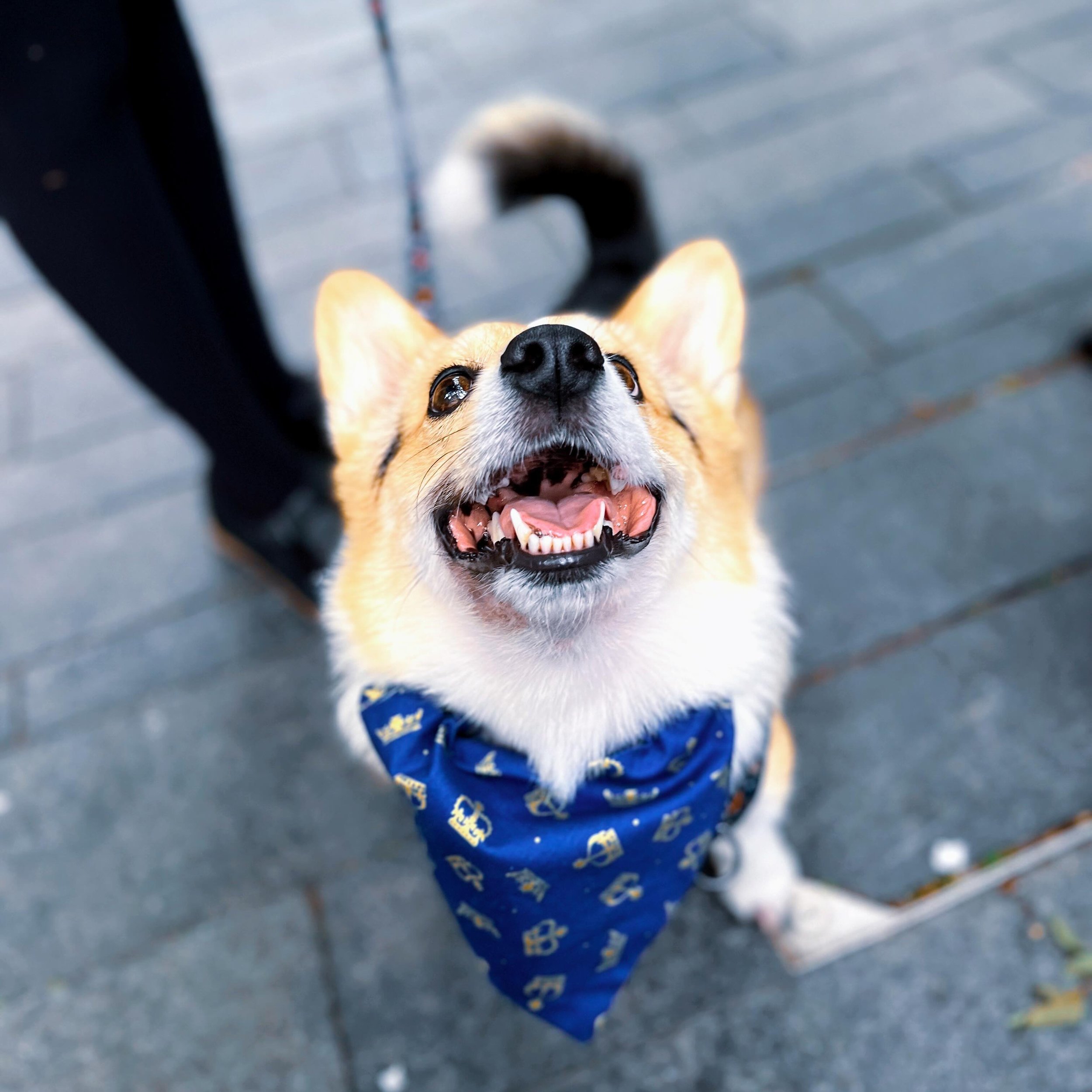 Meet Luna, the wise old lady in a Corgi suit! 🐾

Can you believe she&rsquo;s been gracing our lives with her wisdom and charm for 4 whole years now? Time truly does fly when you&rsquo;re in the company of such a regal furball. Here&rsquo;s to many m