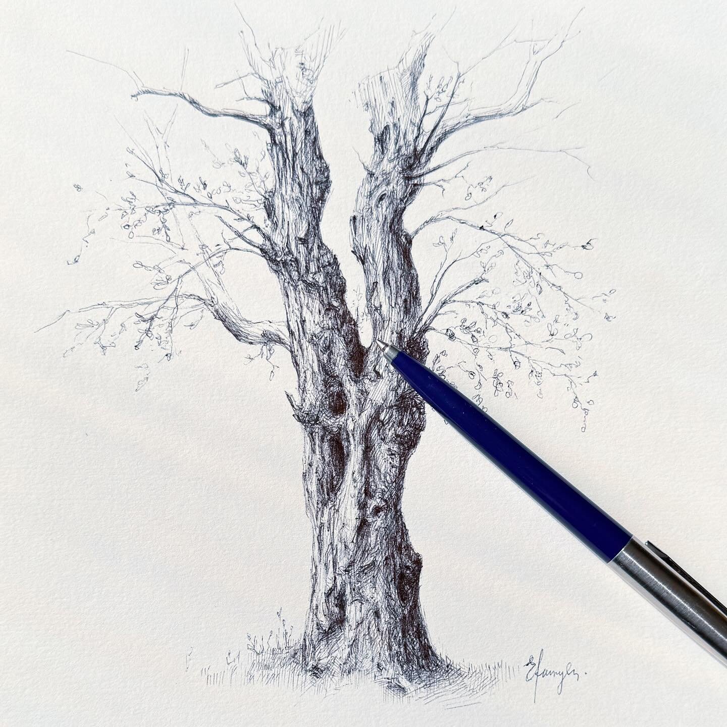 The details&hellip;texture!

Vintage three sketch
7x7 inches, black ballpoint pen on artistic paper. 

This sketch will be available this summer. I will keep you posted on the details.

&bull; ArtDrop, pen sketch, tree sketch, vintage tree drawing, s