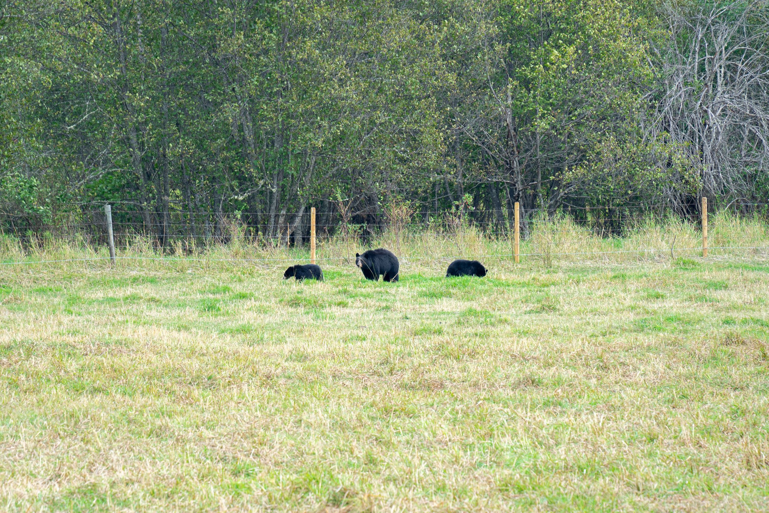 Canada-Screen-330.jpg