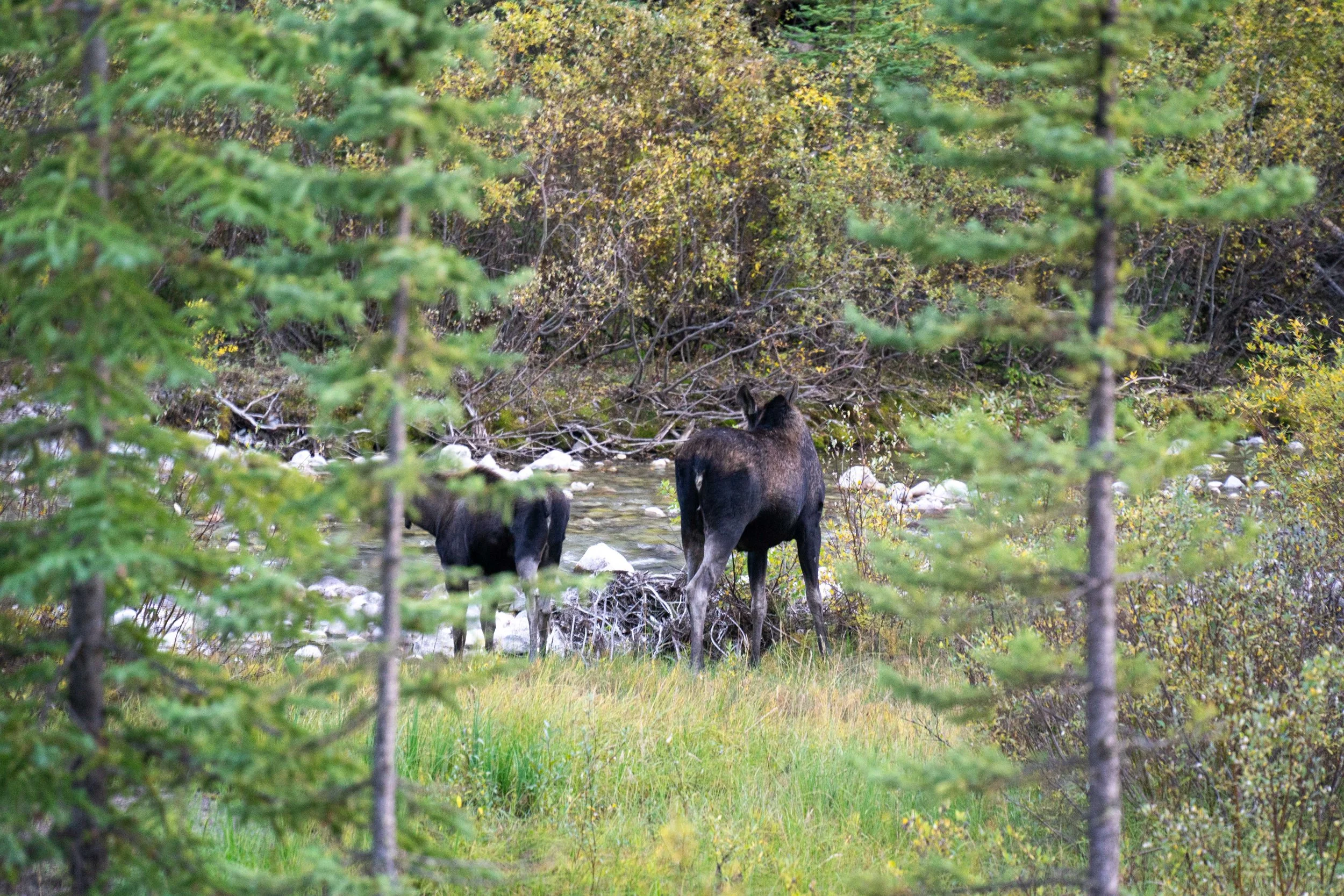 Canada-Screen-275.jpg