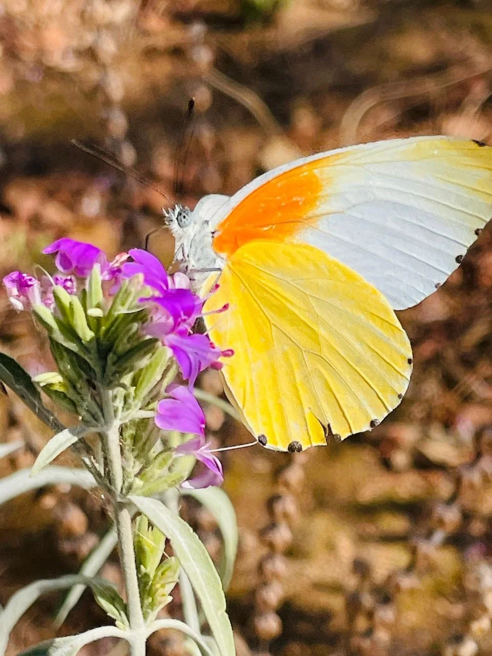 WhatsApp Image 2024-06-22 at 10.04.14.jpeg