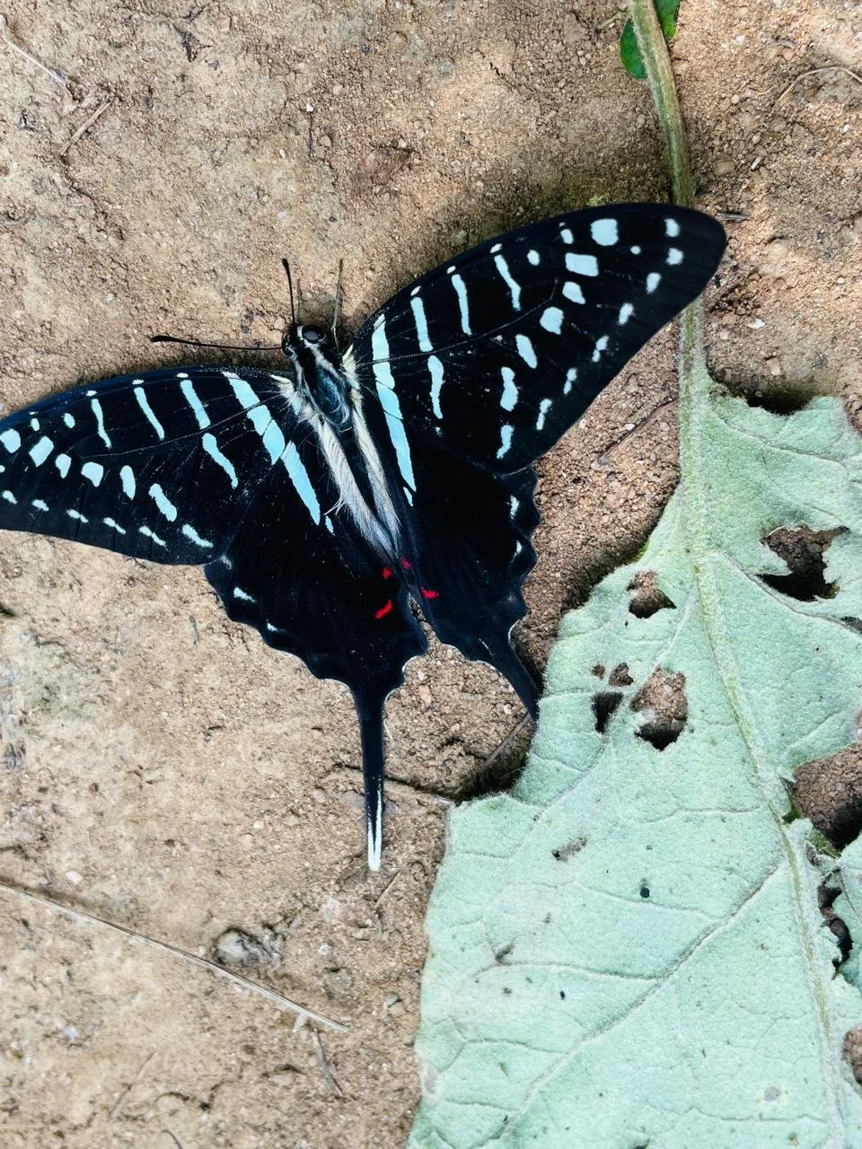 WhatsApp Image 2024-06-22 at 10.05.15.jpeg