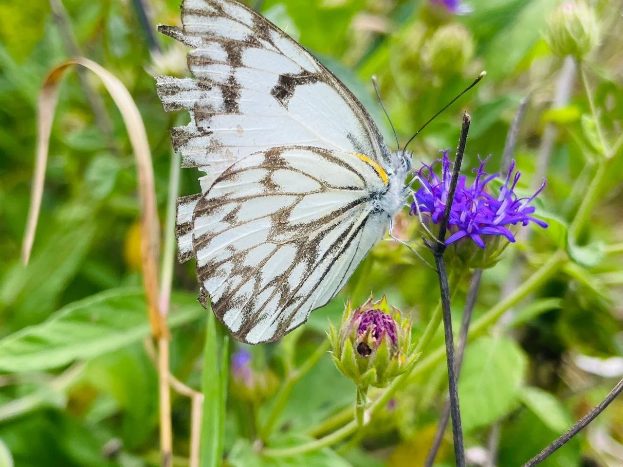 WhatsApp Image 2024-06-22 at 10.05.17.jpeg