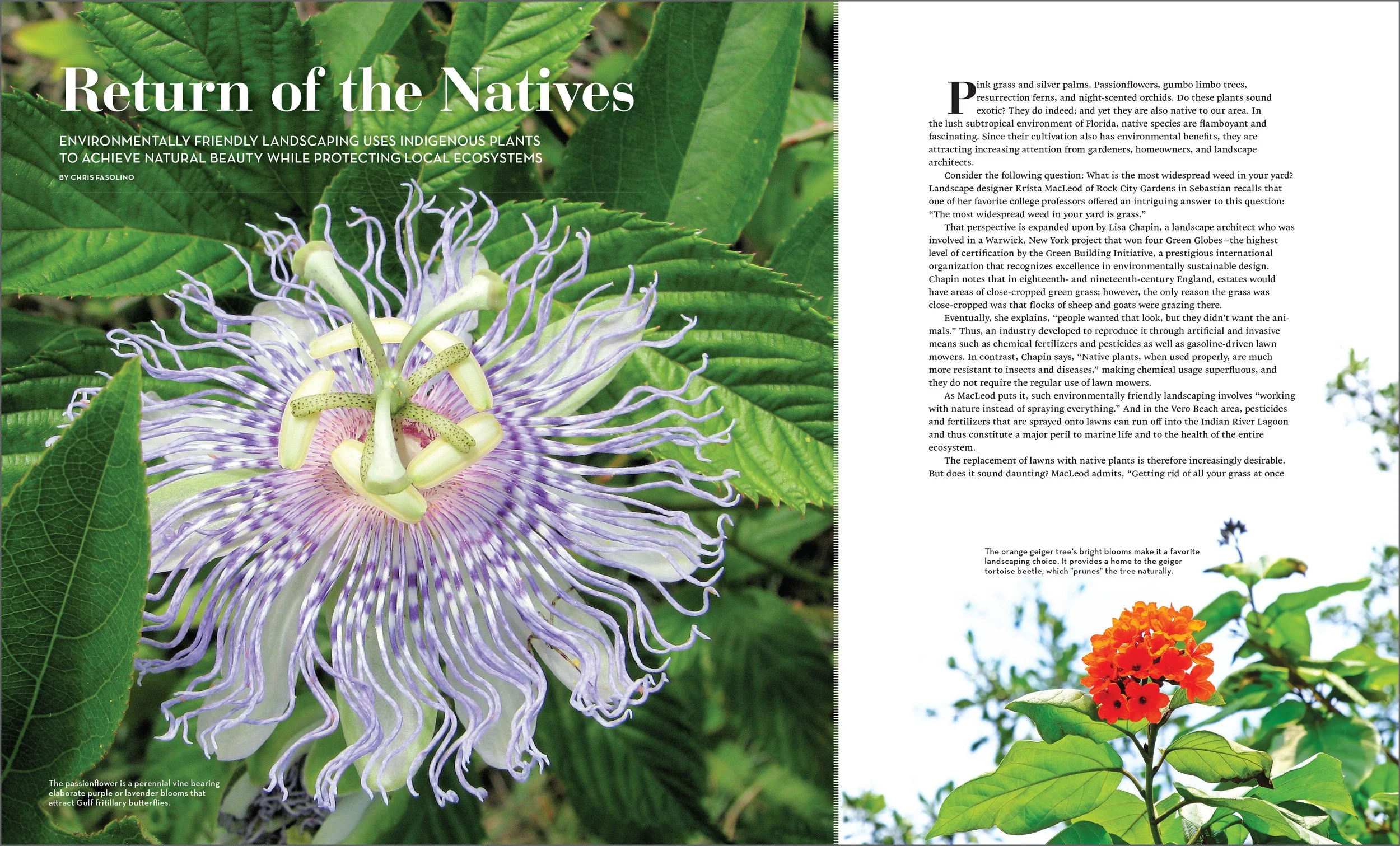 Return of the Natives.jpg