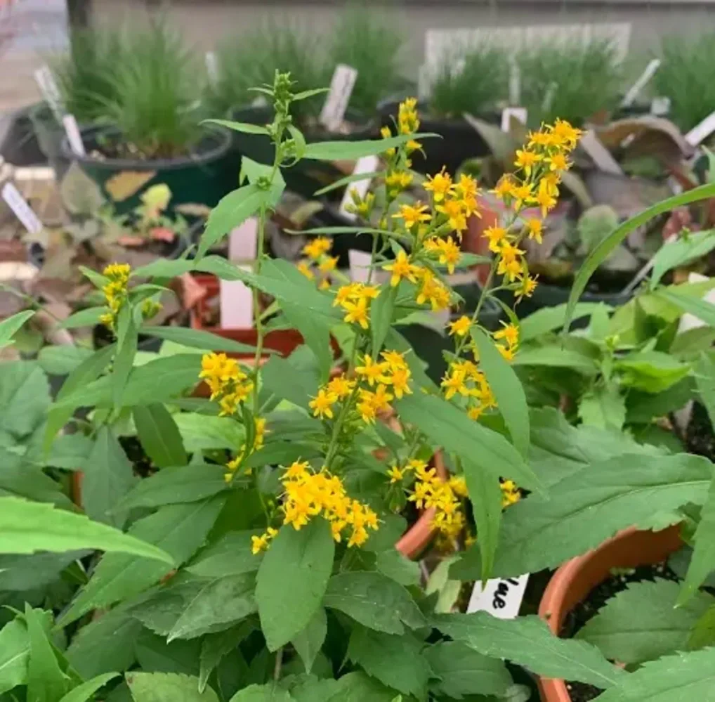 pollinator plant sale.webp