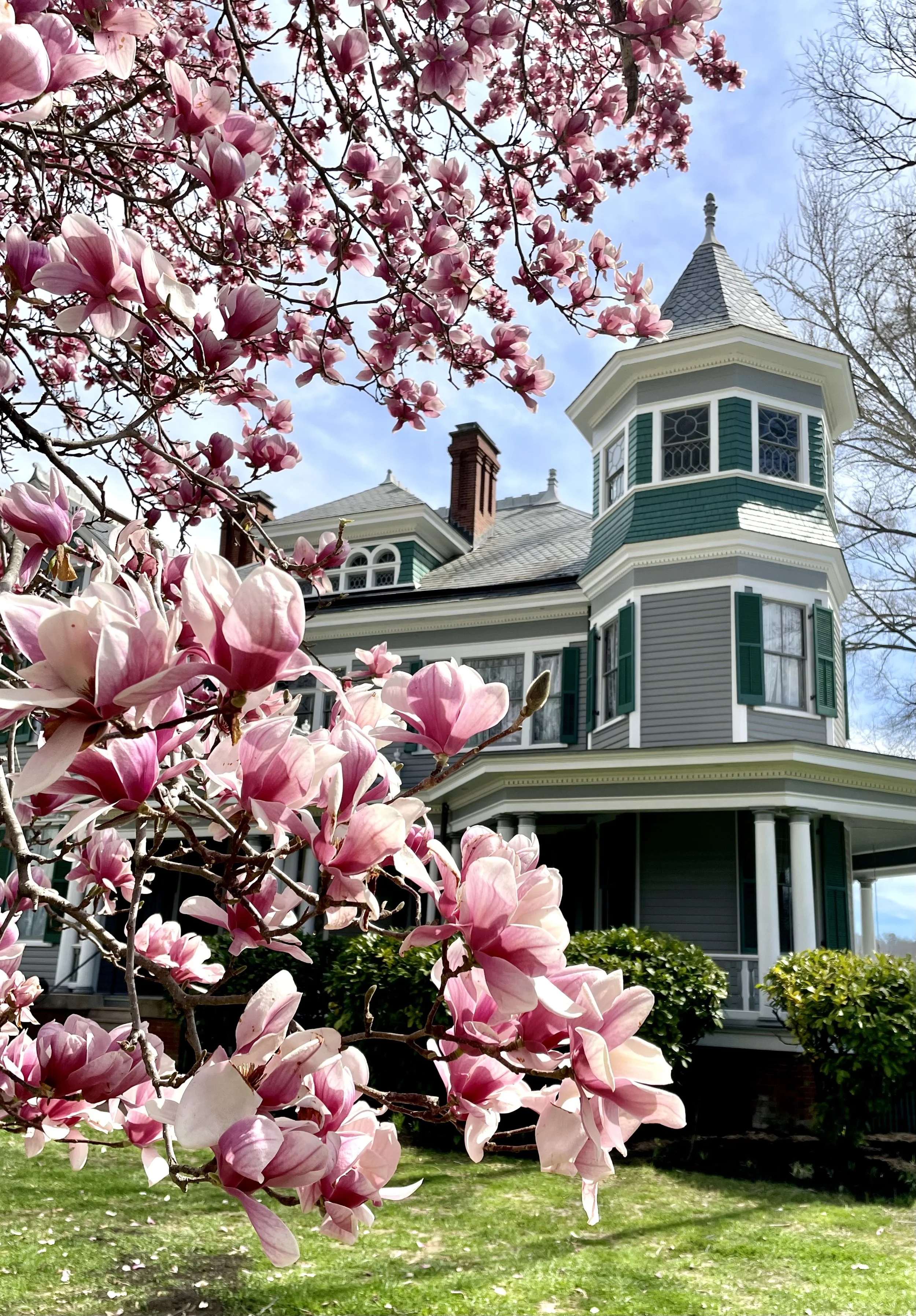 2026 Spring Blossom Festival General Admission