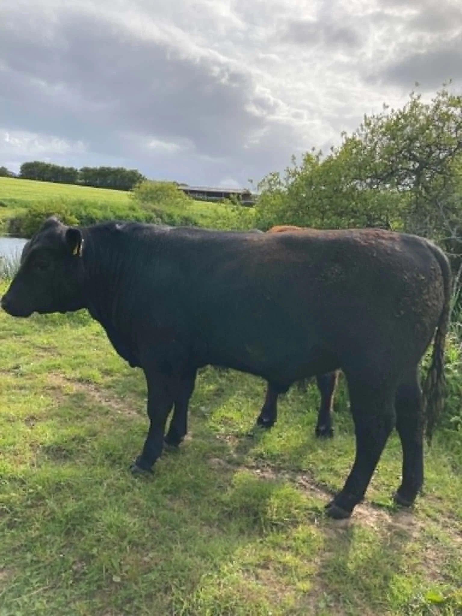 Bull Pic 3.jpg