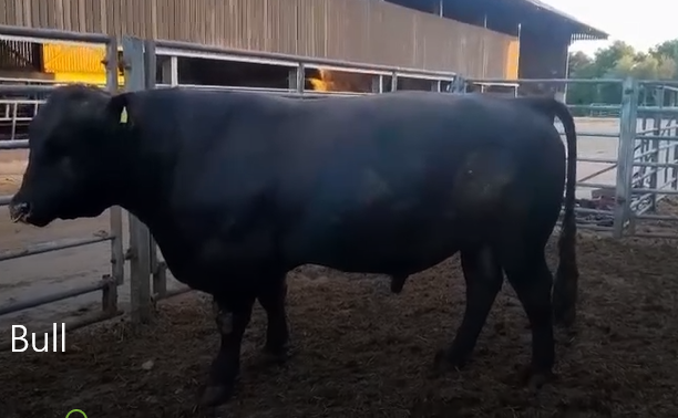 Bull for Sale