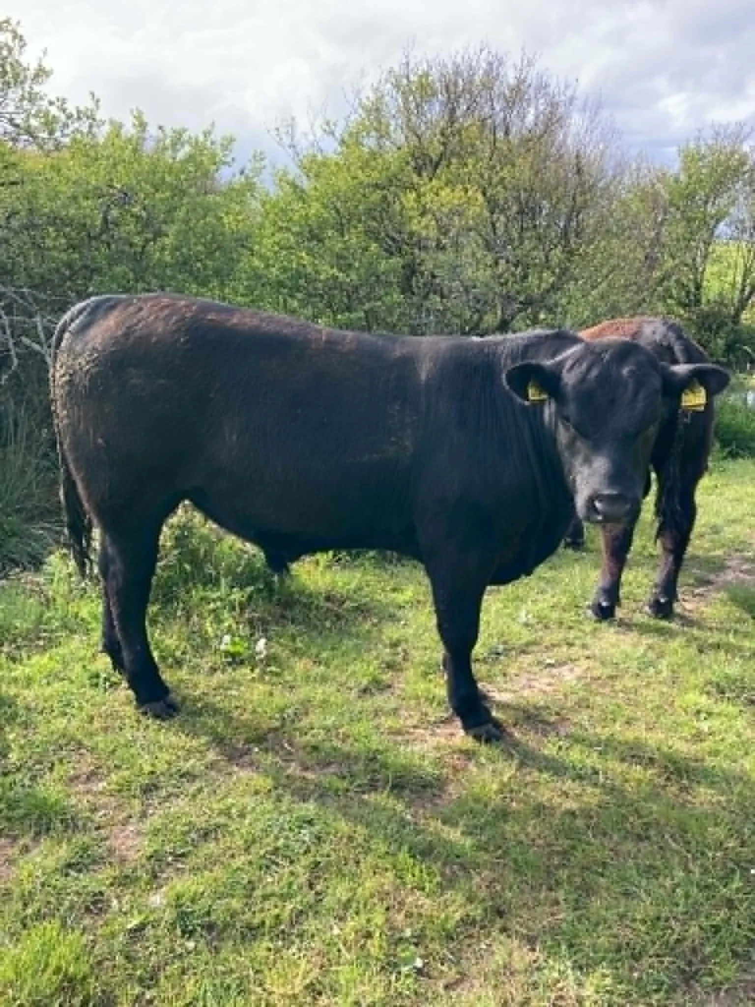 Bull Pic 2.jpg