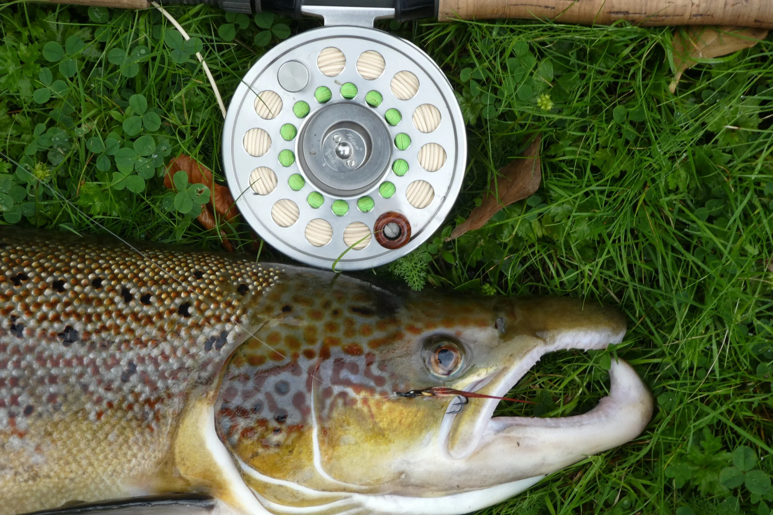 Fish caught at Swanmeadow.JPG