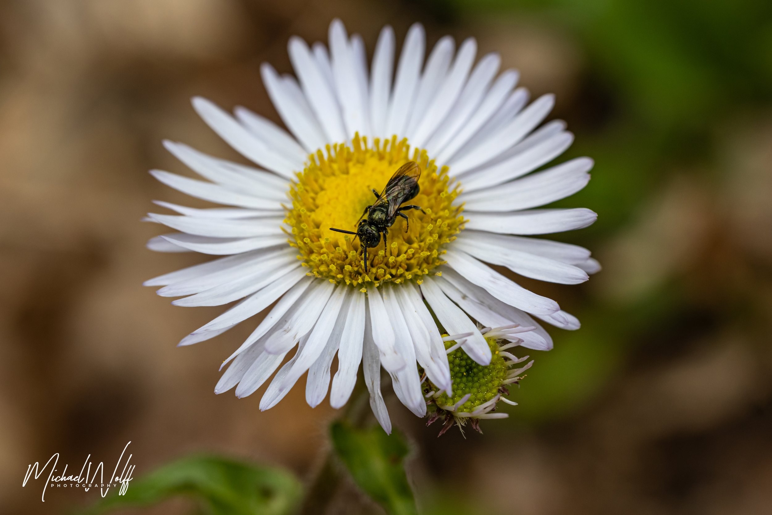 bee on flower-1 copy.jpg
