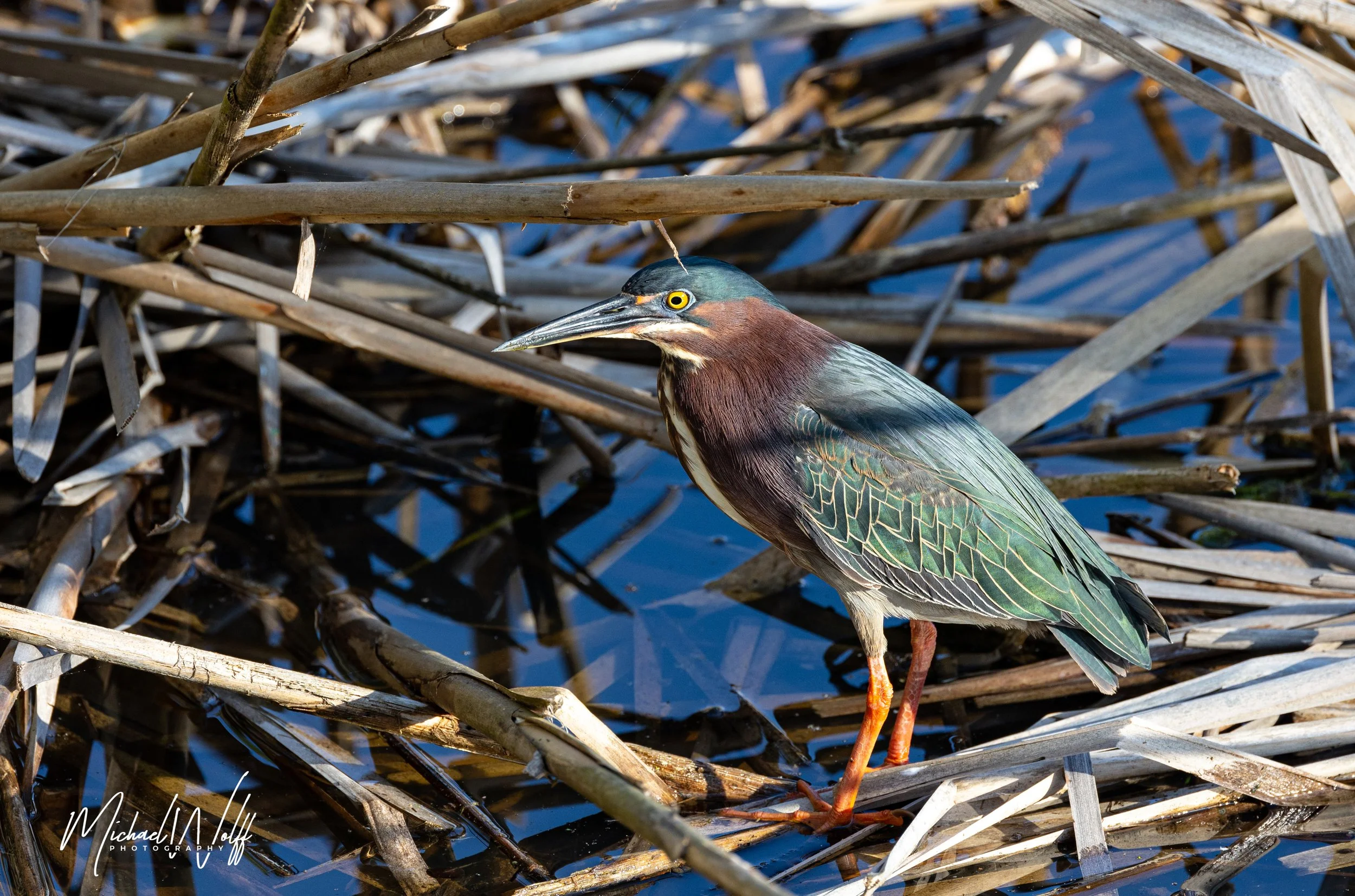 green heron-5 copy.jpg