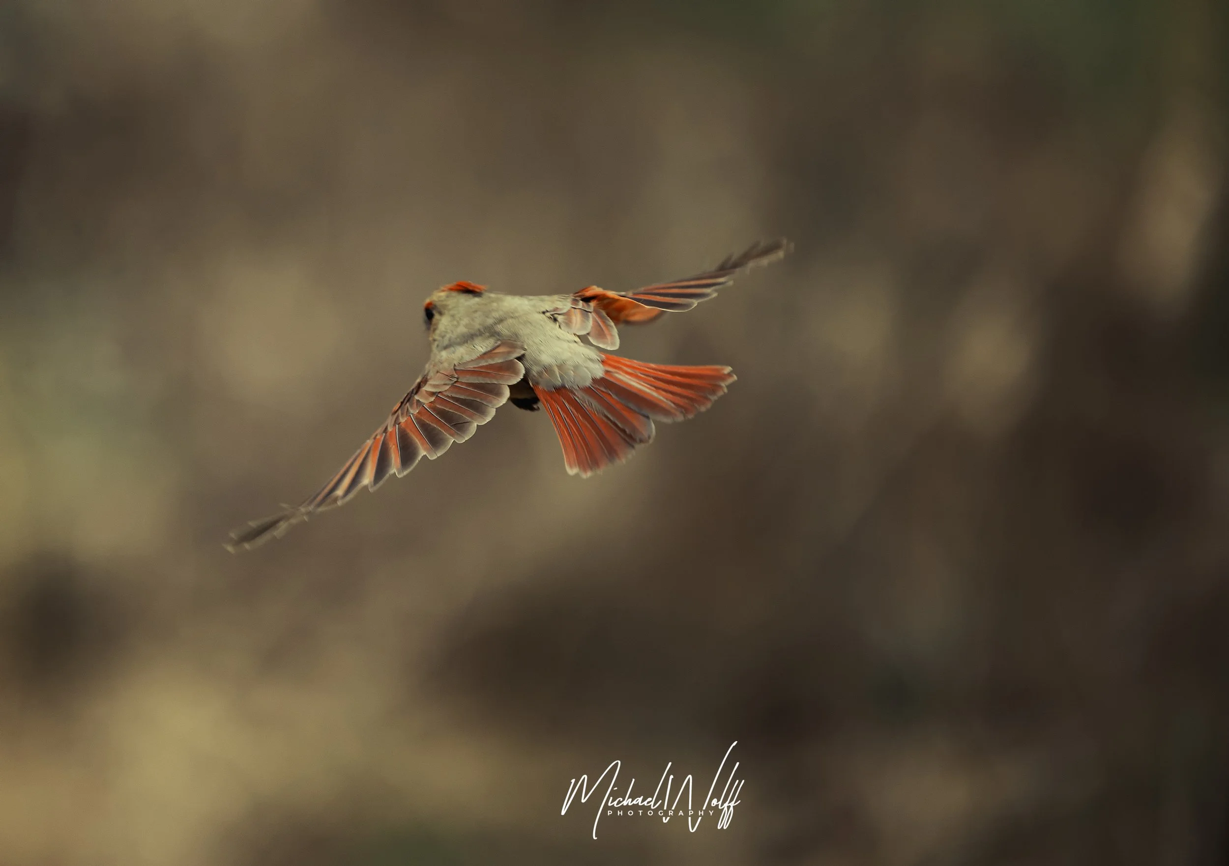 female cardinal flying copy.jpg