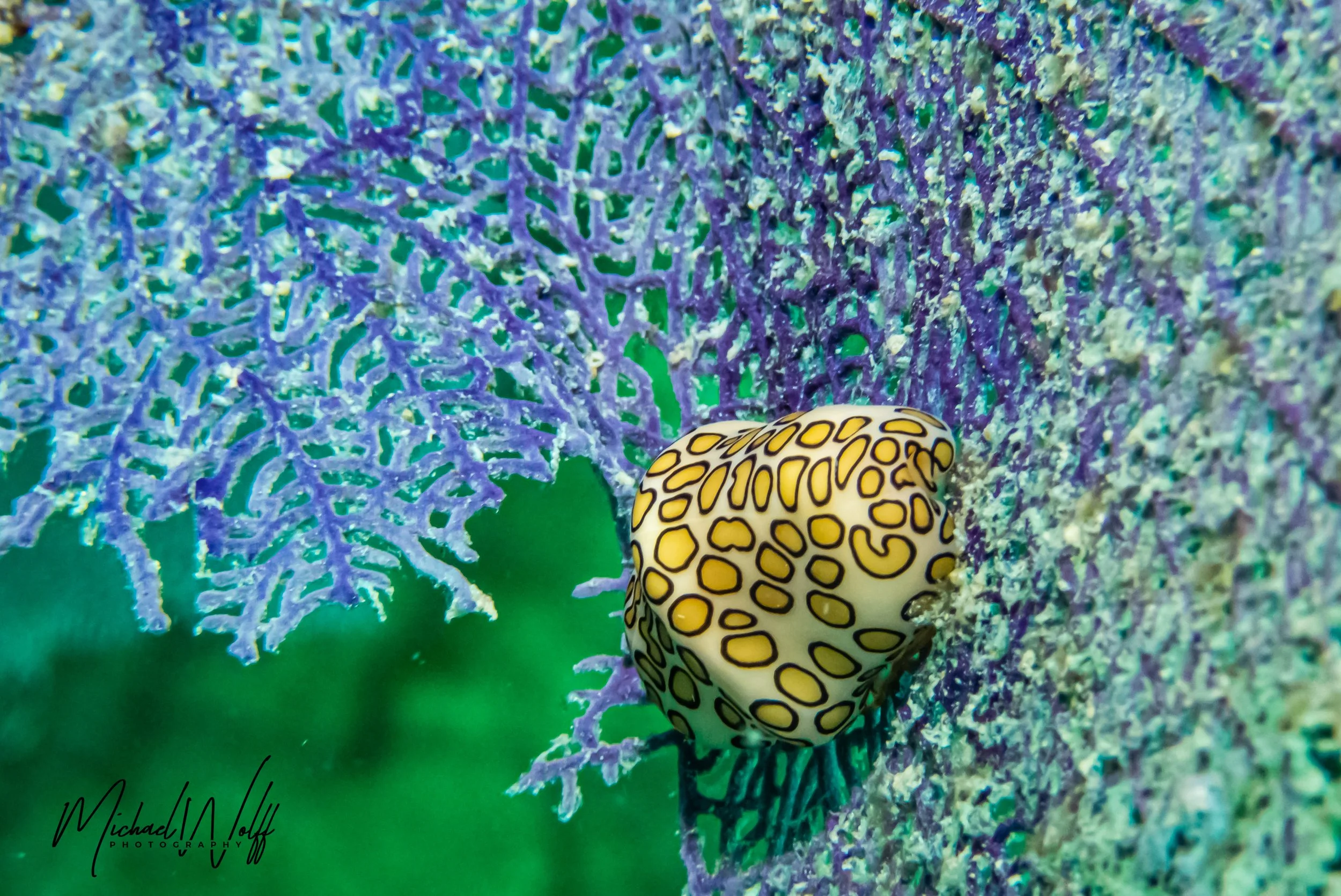flamingo tongue cowrie-1 copy.jpg