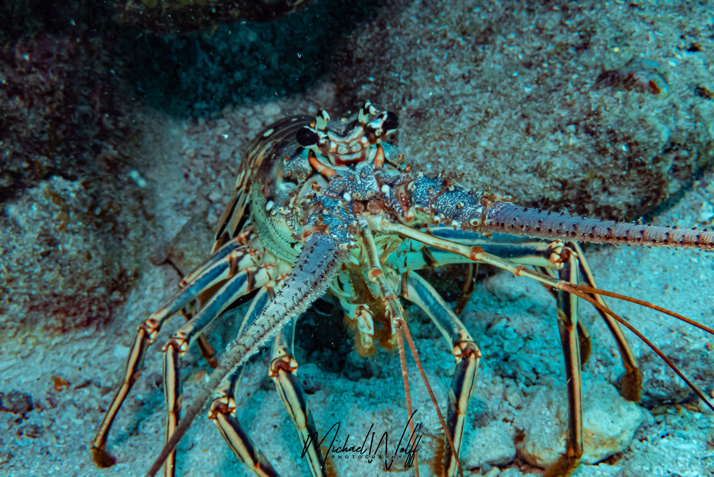lobster-1 copy.jpg