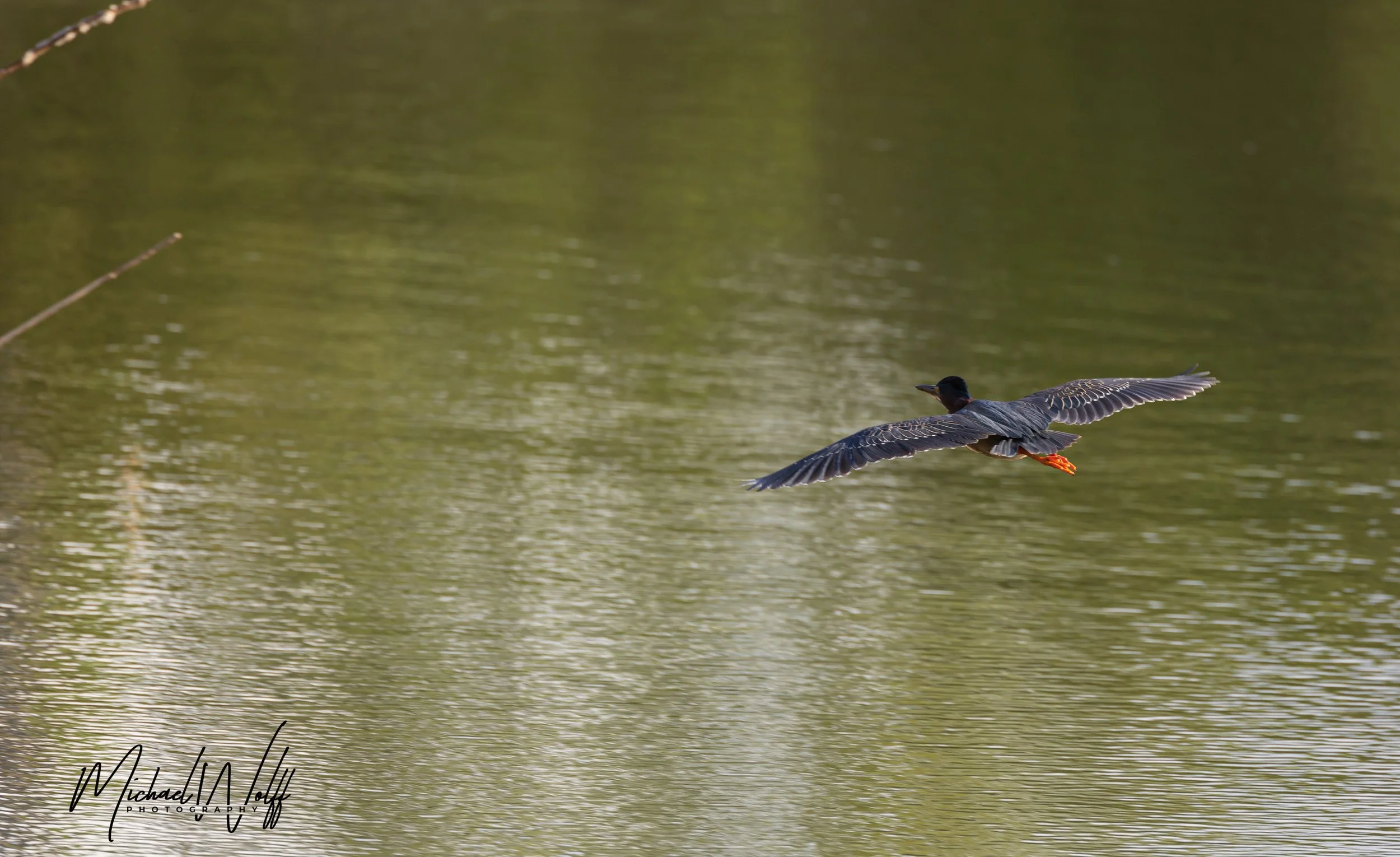 green heron-2 copy.jpg