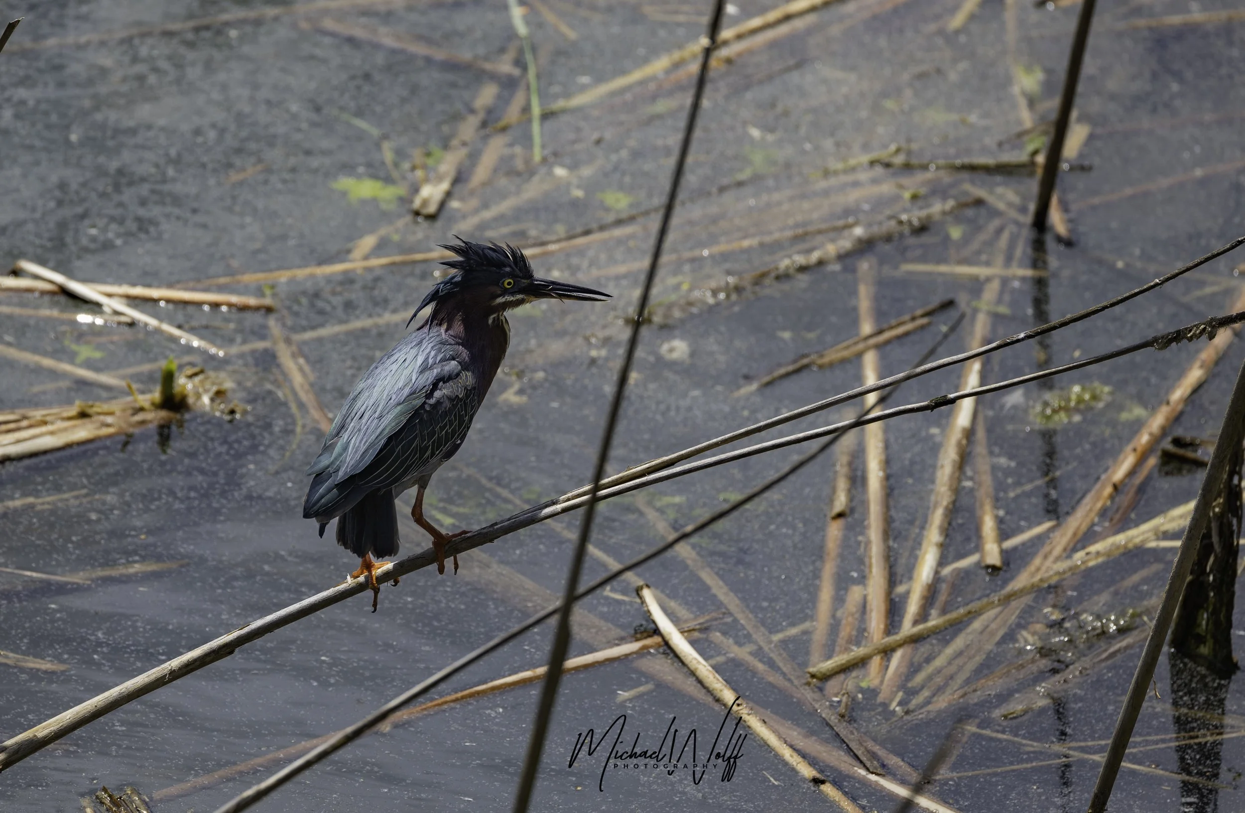 green heron tongue out copy.jpg