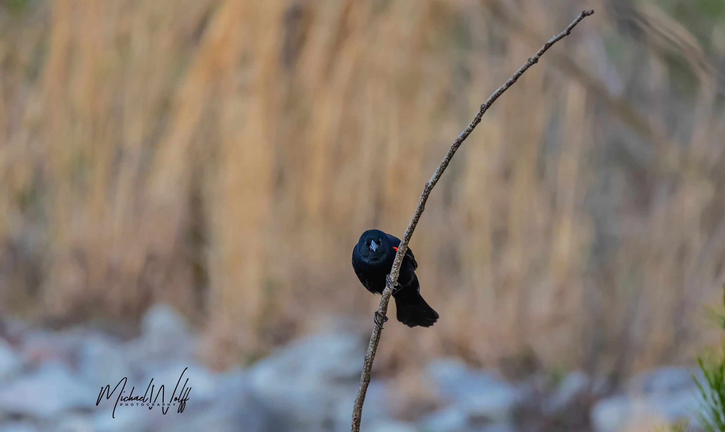 blackbird on stick-1 copy.jpg