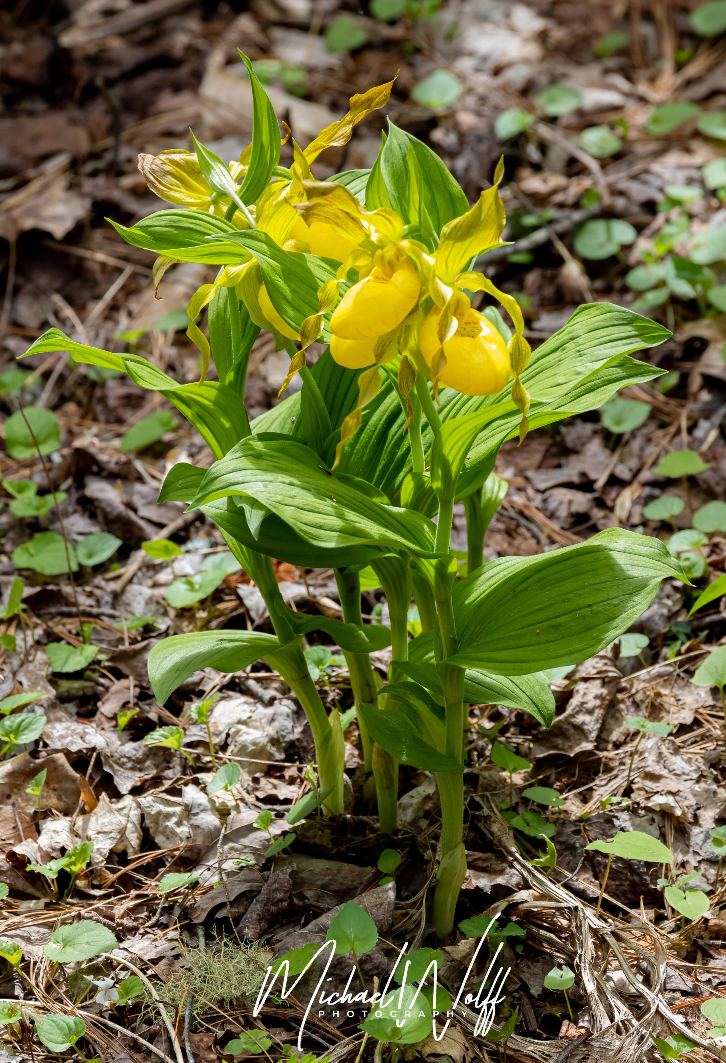 yellow lady slipper-1 copy.jpg