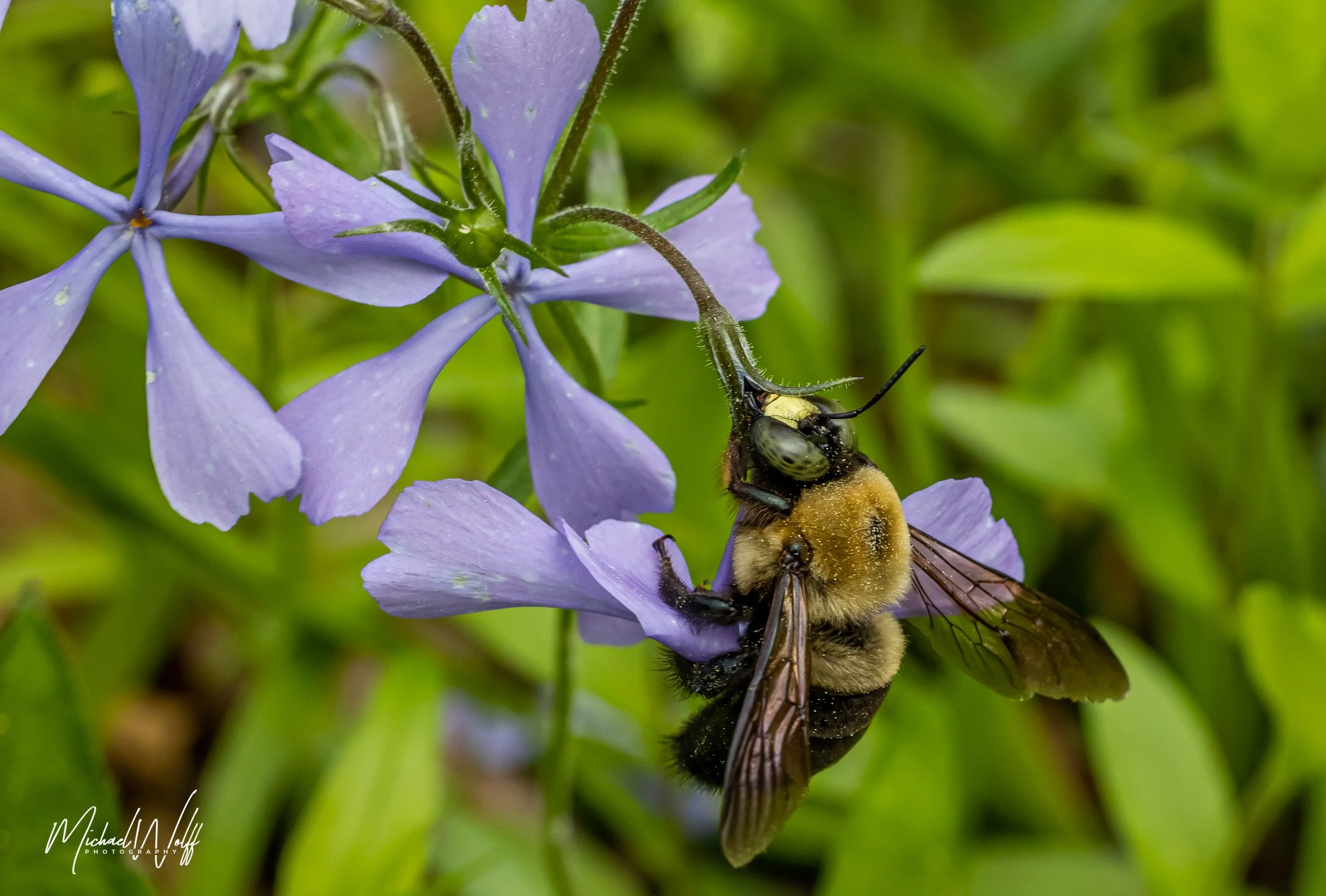 bumble bee-3 copy.jpg