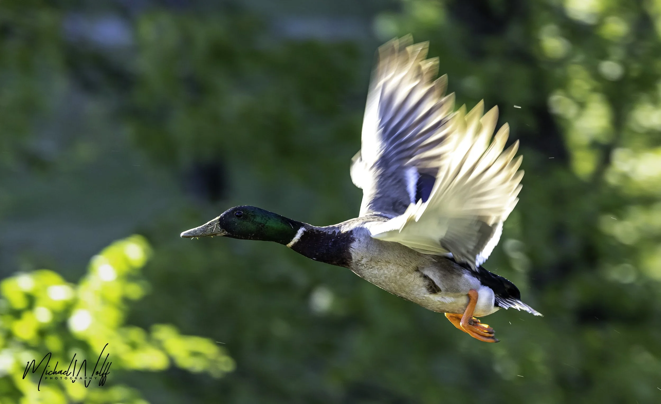 mallard flying.jpg